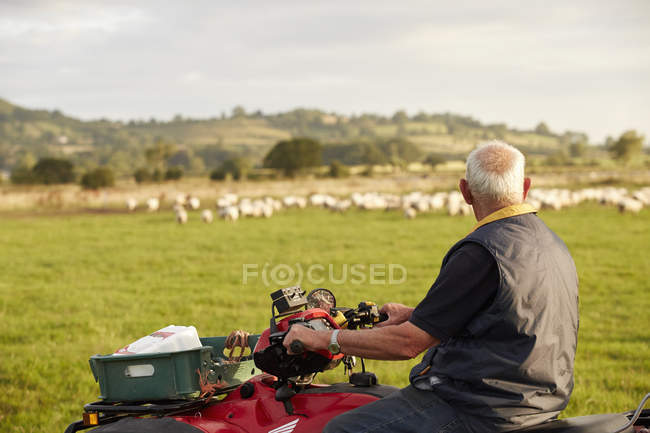 Mann auf einem Quadbike schaut seinen Tieren über die Schulter. — Stockfoto