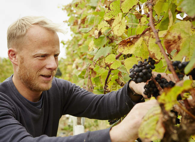 Сборщик винограда на работе — стоковое фото