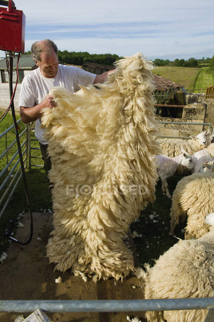 Man folding a sheep 's fleece — стоковое фото