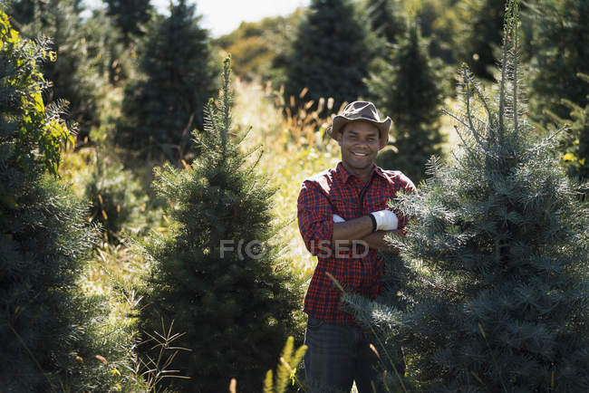 Hombre de pie en la plantación de árboles de Navidad - foto de stock