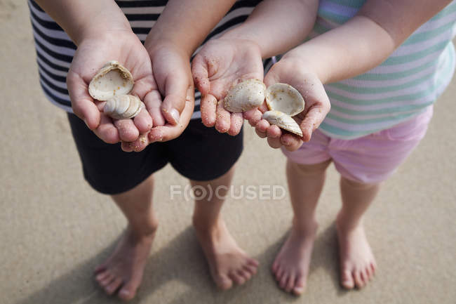 Mãos segurando conchas do mar . — Fotografia de Stock