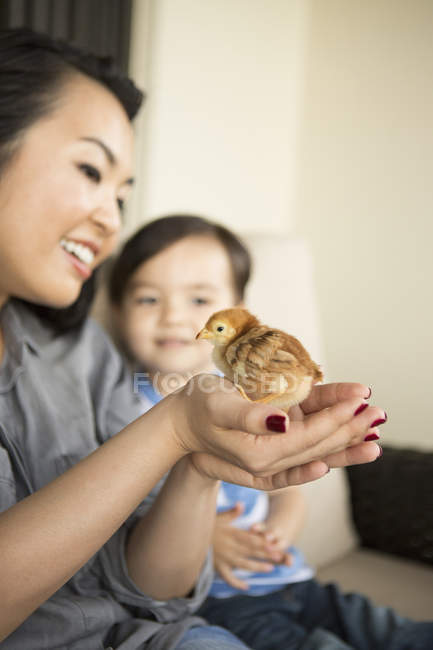 Mujer sosteniendo un pequeño polluelo - foto de stock