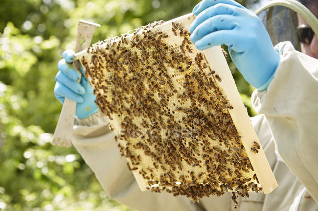 Beekeeper holding a wooden beehive frame — Stock Photo