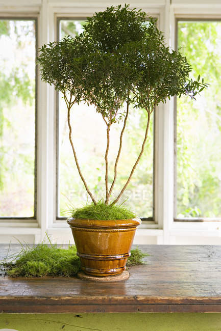 Pot with decorative tree — Stock Photo
