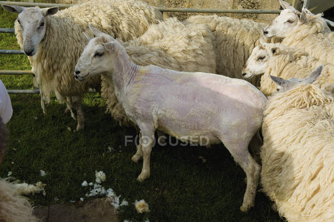 Grupo de ovelhas em uma caneta — Fotografia de Stock