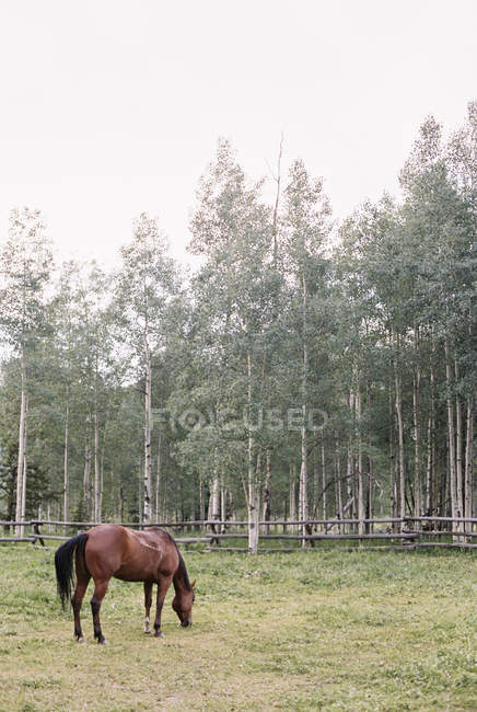 Коричневая лошадь, пасущаяся в загоне — стоковое фото