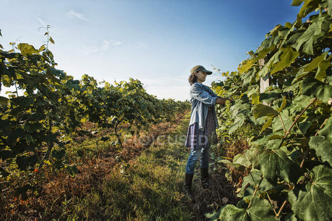 Mujer que cuida las vides de uva en crecimiento - foto de stock