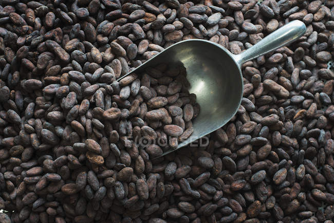 Органическое производство шоколада — стоковое фото