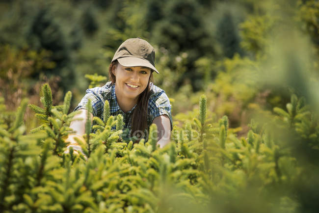 Woman clipping and pruning young conifer — Stock Photo