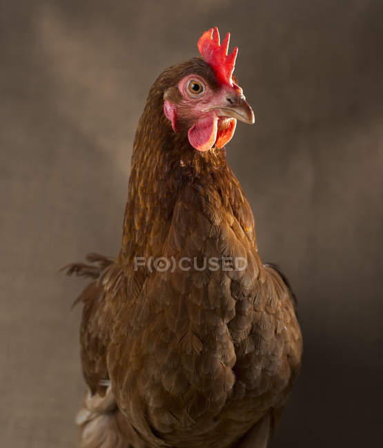 Pollo con piume marroni — Foto stock