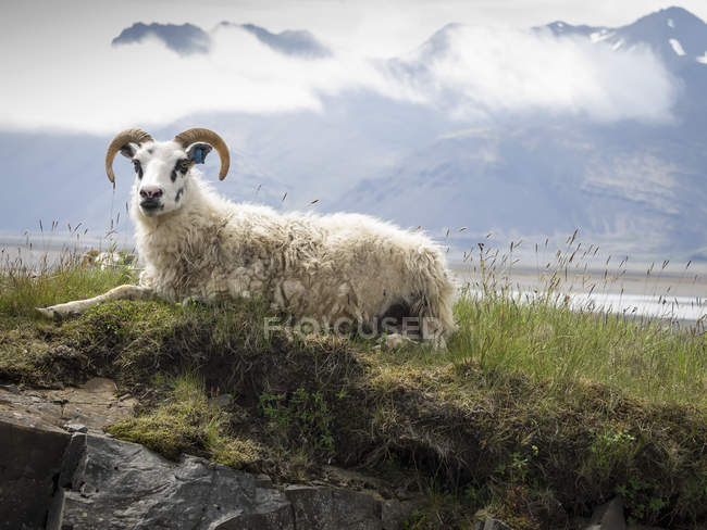 Goat with large horns — Stock Photo