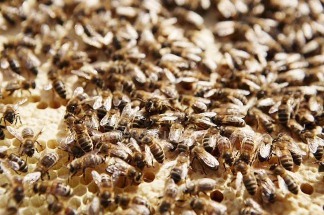 Abeilles travaillant sur un nid d'abeilles — Photo de stock