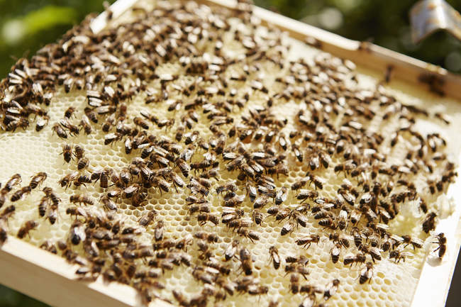 Beehive super or wooden frame — Stock Photo