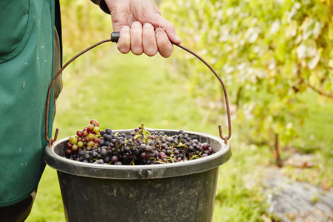 Llevar un cubo cargado de uvas . - foto de stock