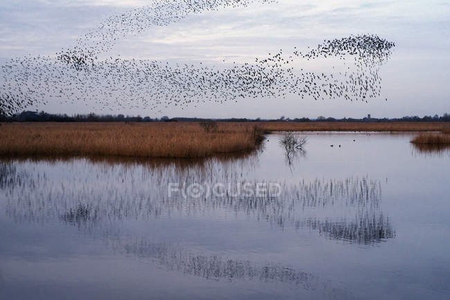 Murmuration of starlings flight at dusk over the countryside. — Stock Photo