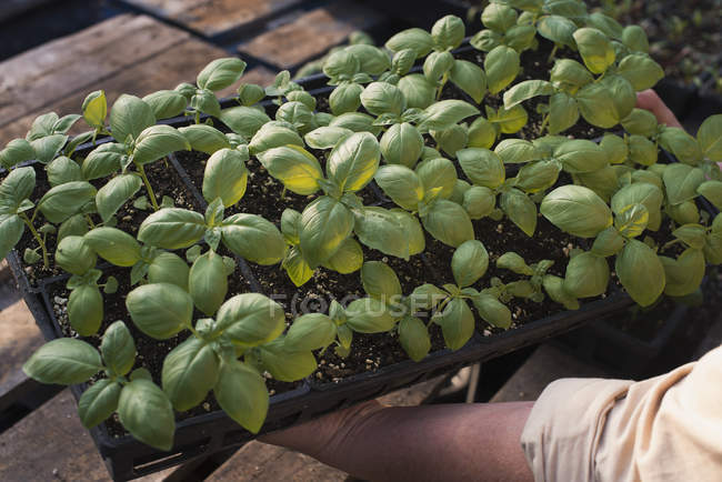 Person holding a tray of young plants — Stock Photo