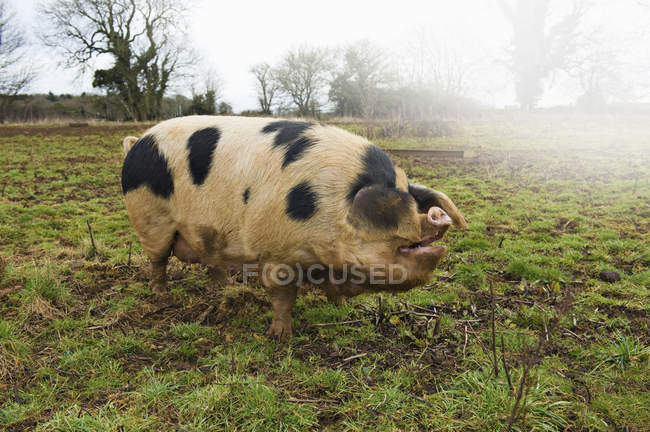 Великі дорослі свиня — стокове фото