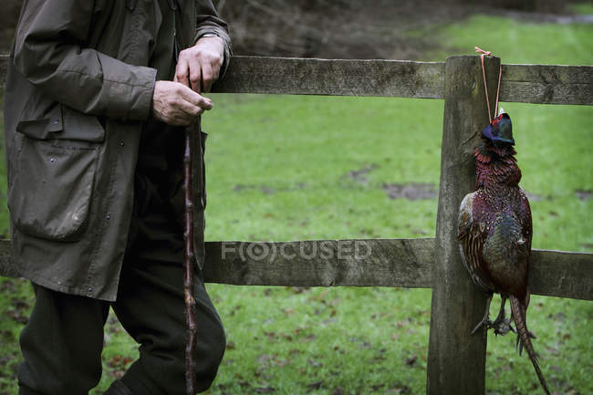 Man on a pheasant shoot — Stock Photo