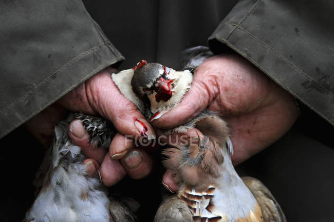 Man holding two dead partridges — Stock Photo