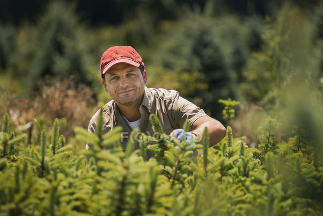 Uomo ritaglio e potatura di un raccolto di conifere — Foto stock