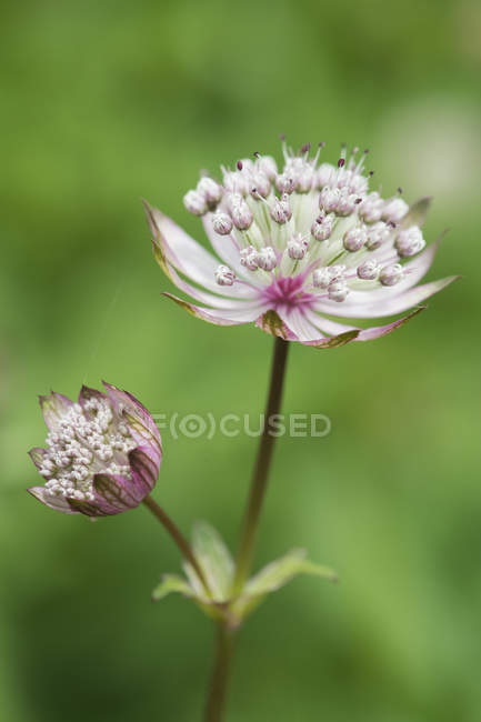 Astrantia floração planta — Fotografia de Stock