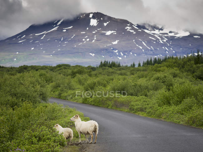 Moutons sur le côté de la route dans les montagnes — Photo de stock
