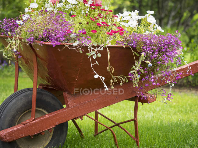 Carrinho de mão plantado com plantas com flores — Fotografia de Stock