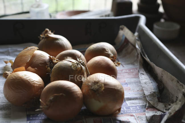Onions in a paper-lined tray — Stock Photo