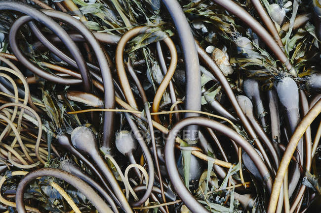 Mucchio di Bull Kelp — Foto stock