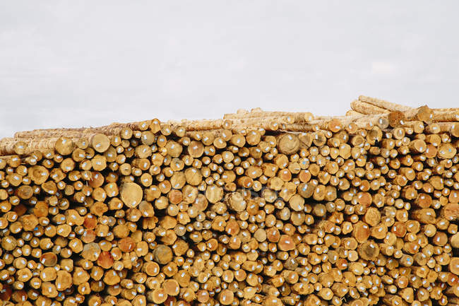Pilhas de troncos recém-cortados — Fotografia de Stock