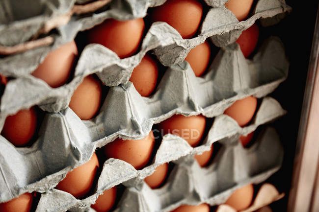 Лотки с органическими яйцами — стоковое фото