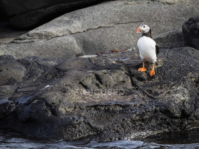 Pássaro Puffin Atlântico em rochas — Fotografia de Stock