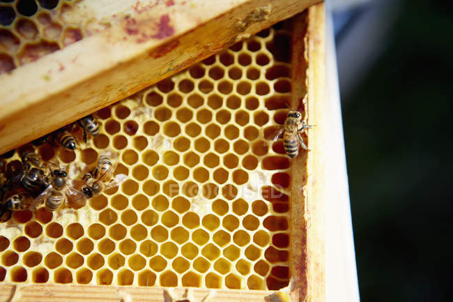 Пчелы на деревянной раме — стоковое фото
