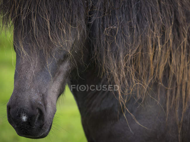 Cavalo islandês com casaco escuro — Fotografia de Stock