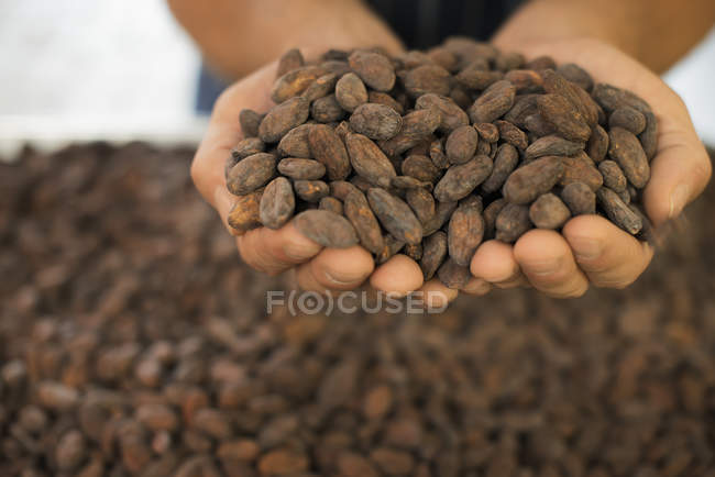 Herstellung von Bio-Schokolade — Stockfoto