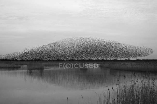 Murmuration of starlings flight at dusk over the countryside. — Stock Photo