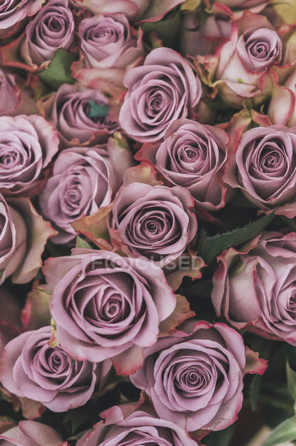 Rosen, eng geschnittene Blüten — Stockfoto