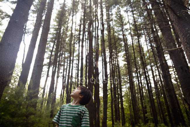 Garçon jouant dans la forêt de pins — Photo de stock