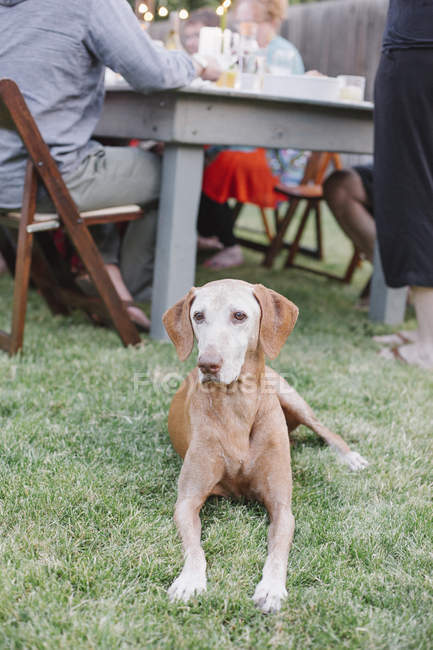 Cane sdraiato sull'erba a tavola — Foto stock