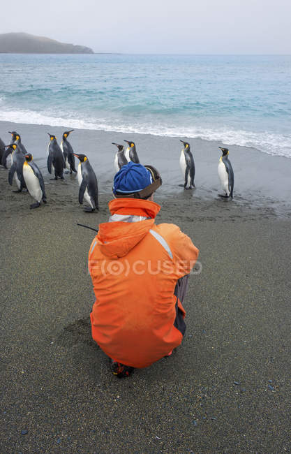 Person taking pictures of King Penguins — Stock Photo