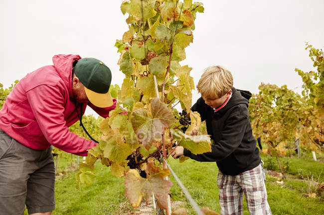 Padre e hijo cosechando uvas - foto de stock
