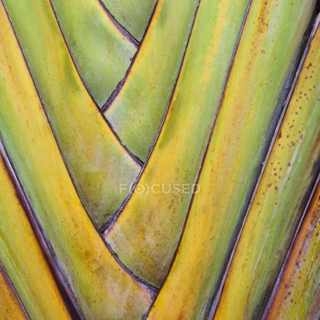 Intersecting leaf stems — Stock Photo