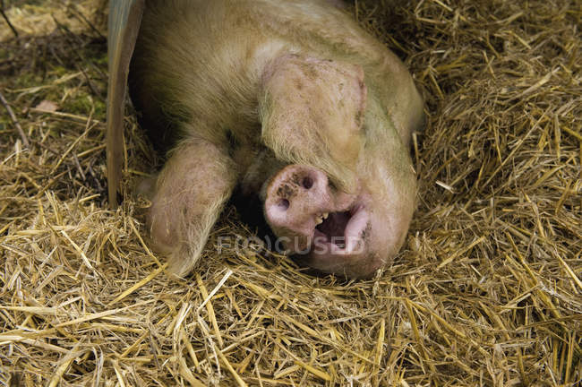 Grande maiale sdraiato — Foto stock