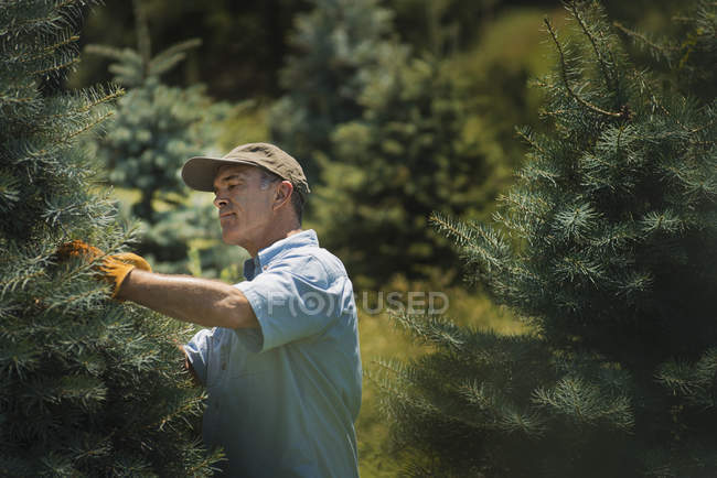 Mann schneidet und schneidet Nadelbäume — Stockfoto