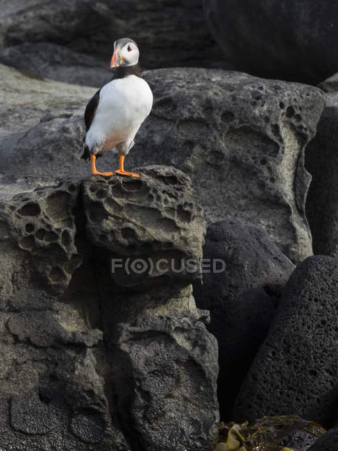 Puffin Atlântico em rochas — Fotografia de Stock