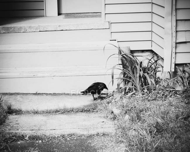 Black crow on the path — Stock Photo