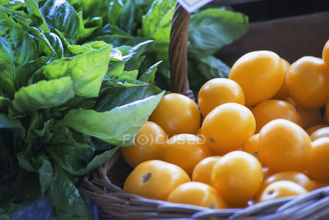 Organic ellow tomatoes — Stock Photo