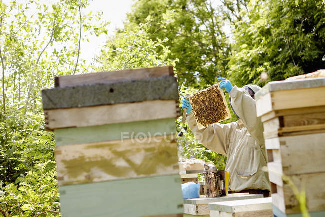 Пчеловод в защитном костюме — стоковое фото