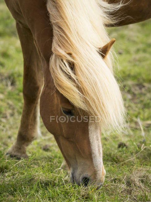 Wild horse with pale mane — Stock Photo