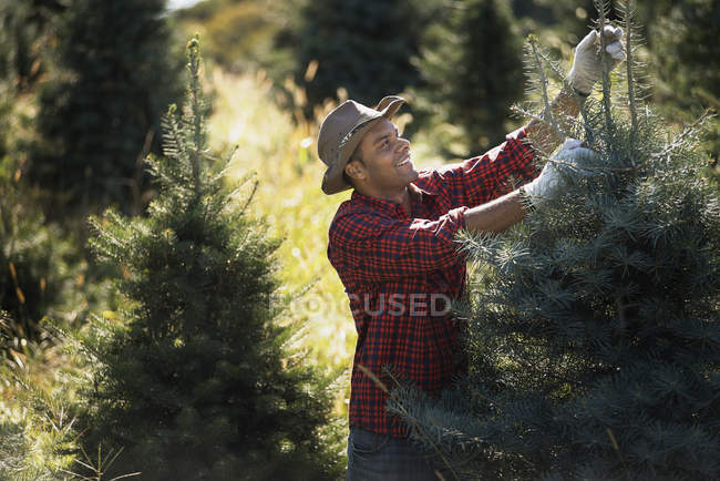 Man in plantation of Christmas trees — Stock Photo